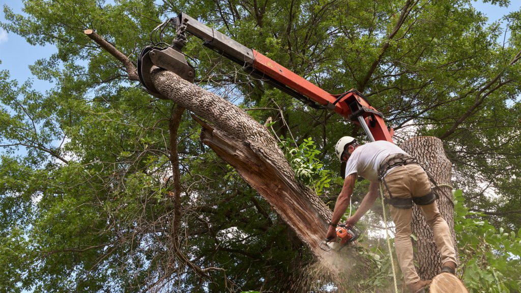Ask the Tree Expert: When Should You Call a Tree Service?