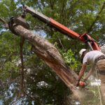 Ask the Tree Expert: When Should You Call a Tree Service?