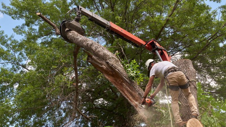 Ask the Tree Expert: When Should You Call a Tree Service?
