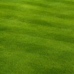 Why Fall Aeration, Seeding, and Fertility Matter